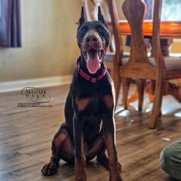 Gloria - Red and rust female Doberman Pinscher puppy in China Township, Michigan from Snell's Superior Kennel Dobermann & GSP
