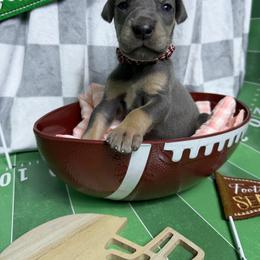 Moss - Blue female Great Dane puppy in Ardmore, Alabama from Delta Danes