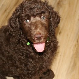 Green Collar Boy - Poodle puppy in Eau Claire, Wisconsin from RK'S Pets