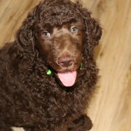 Green Collar Boy - Poodle puppy in Eau Claire, Wisconsin from RK'S Pets