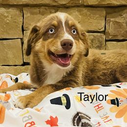 Taylor - Red Miniature Australian Shepherd puppy in Washington, Oklahoma from Okie Aussies