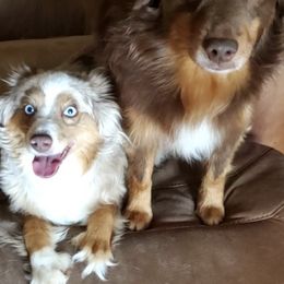 Miniature Australian Shepherds from Five Arrows Mini Aussies