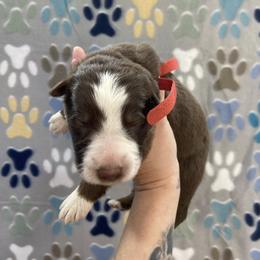 Red collar - Panda male German Shepherd puppy in Pelham, North Carolina from P & P Shepherds