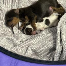 Boy2 - Chocolate, tan and white male Yorkshire Terrier puppy in Grove Hill, Alabama from Huntington Yorkies