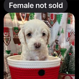 Zara - female Cockapoo puppy in Connersville, Indiana from MoonShine Babies