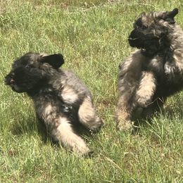 Bouvier des Flandres Puppies from Seasons of Joy Farm and Ranch