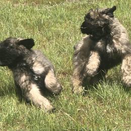Bouvier des Flandres Puppies from Seasons of Joy Farm and Ranch