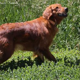Lucy - Golden Retriever
