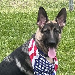 Enzo - Black and tan German Shepherd puppy in Crockett, Texas from Classic German Shepherds
