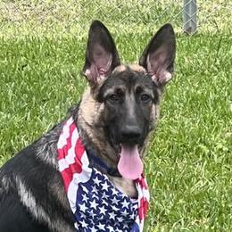 Enzo - Black and tan German Shepherd puppy in Crockett, Texas from Classic German Shepherds