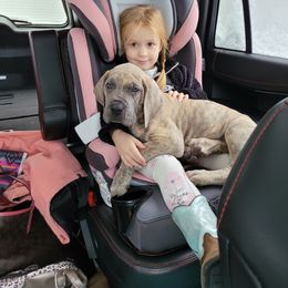 Great Dane Puppies from Northwood Euro Danes