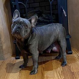 Ember - French Bulldog