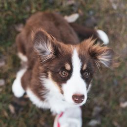Miniature American Shepherds from RavenRockFarm