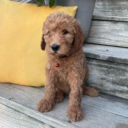 Red - Apricot male Goldendoodle puppy in Seguin, Texas from Dude Ranch Doodles