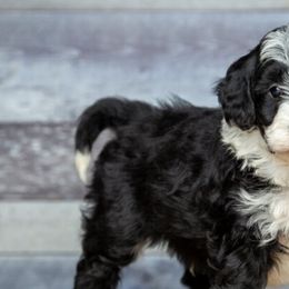 Aussiedoodles, Goldendoodles, and Labradoodles from Haaspawz