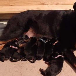 Rottweiler Puppies from C&C Royal Rottweilers