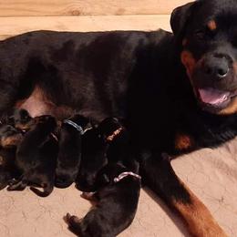 Rottweiler Puppies from C&C Royal Rottweilers