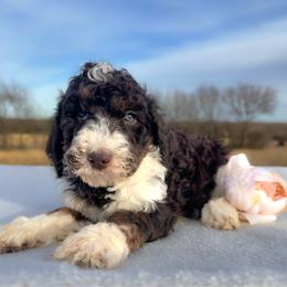 Abilene - Brown and white female Bernedoodle puppy in Osage City, Kansas from Golden Ridge Goldens
