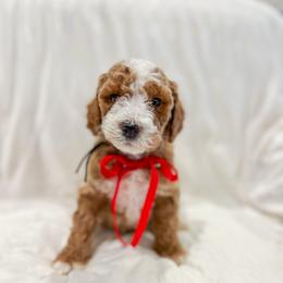 Porcupine - Red  male Goldendoodle puppy in Sulphur, Louisiana from Curly Q’s Of Carlyss