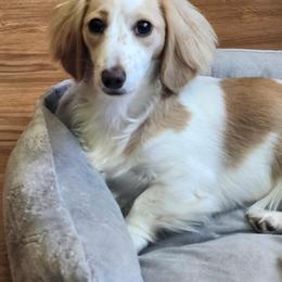 Georgie - Dachshund