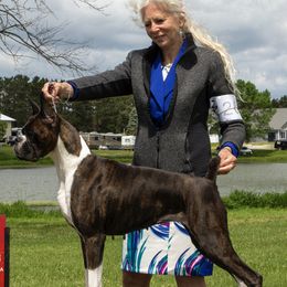 Jade - Boxer