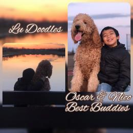 Goldendoodle Puppies from Lu Doodles