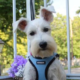 Faith - Miniature Schnauzer