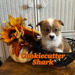 Cookie Cutter Shark- Orange - Red female Pembroke Welsh Corgi puppy in Olathe, Colorado from Rocking LJ Breeding