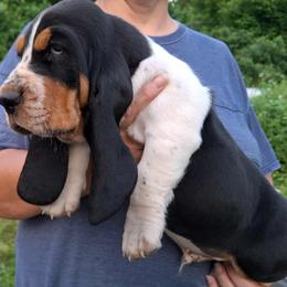 Basset Hound and Beagle Puppies from Mack's Creek Basset Hounds
