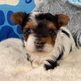 Janet - Black tan and white female Biewer Terrier puppy in Stockbridge, Georgia from Jenn’s Georgia Morkies and Biewer Terriers