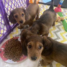 Dachshund Puppies from Ruby Desert Doxies