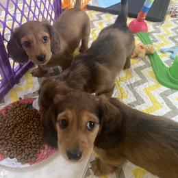 Dachshund Puppies from Ruby Desert Doxies