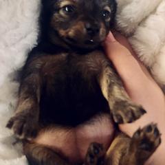 Prague Ratter Puppies from North Star Gem’s Prague Ratters