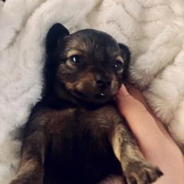 Prague Ratter Puppies from North Star Gem’s Prague Ratters