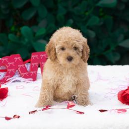 Duke - Apricot male Poodle puppy in Fort Myers, Florida from Blossom Paws