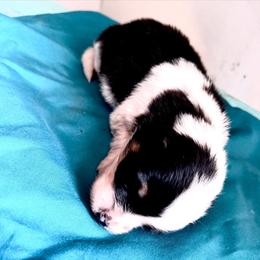 Starbucks - Black and white female American Corgi puppy in Bayard, Nebraska from Puppies by Alies