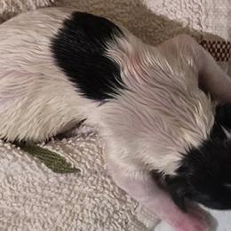 Biewer Terriers from Biewer Terriers by Rimba