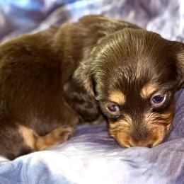 Jessie - Black and tan female Dachshund puppy in Boerne, Texas from Maravillas Dachshunds LLC