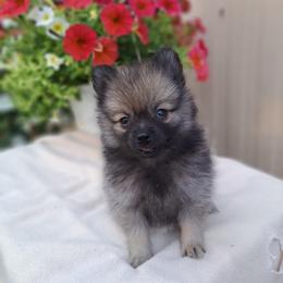 Pomeranian Puppies from Tonia's Pomeranians