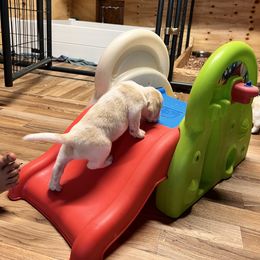 Girl 1 - Lemon and white female Beagle puppy in Corfu, New York from Lead The Way Kennel LLC