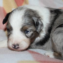 Tostito - Blue merle female Australian Shepherd puppy in Laurel, Mississippi from Reeves Australian Shepherds