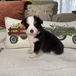 Jack - Black tri-color male Australian Shepherd puppy in Hogansville, Georgia from Blue Creek Farm