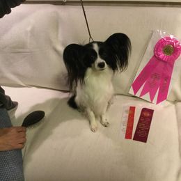 Papillon All Grown Up from Noble's Papillons