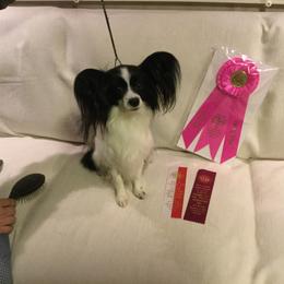 Papillon All Grown Up from Noble's Papillons
