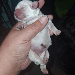 Pearl - White female Shih Tzu puppy in Memphis, Tennessee from Lady and the Tramp