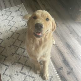 Lacey - Golden Retriever
