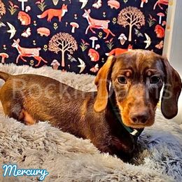 Boy 4 - Mercury - Chocolate and tan Dachshund puppy in Cave Junction, Oregon from Rockindachs