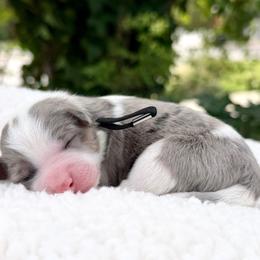 Biscuit - Black collar - Blue merle male Bernedoodle puppy in Highland, Utah from Angel Pups Deluxe