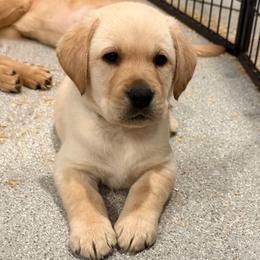 Green collar - Yellow male Labrador Retriever puppy in Clinton, Tennessee from Summer Rose