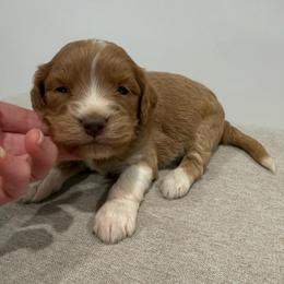 Purple collar girl - Apricot female Goldendoodle puppy in Ridgewood, New Jersey from Jessie’s Doodles